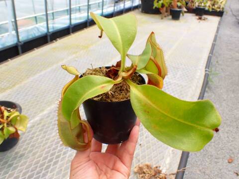 Y916 5-1 N. veitchii (Bario ・Gold peristome) x veitchii (Bario・ stripe peristome) Y's