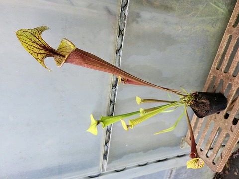 Y's Exotics （山田食虫植物農園）