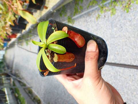 J594 5-3 N. ventricosa (e) red seedling Y's