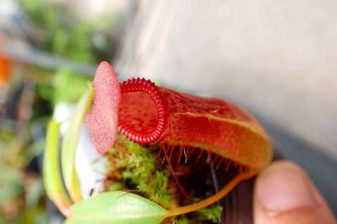Nepenthes（ネペンテス/ウツボカズラ）の商品一覧 | Y's Exotics
