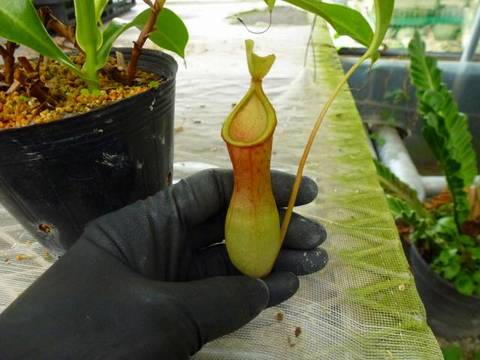 Nepenthes（ネペンテス/ウツボカズラ）の商品一覧 | Y's Exotics （山田食虫植物農園）