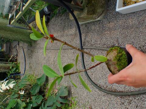 P651 3-2 Hydnophytum formicarum CK