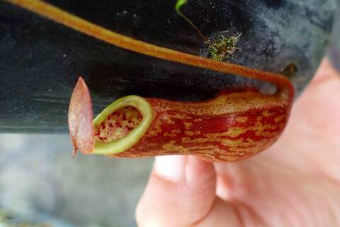 Nepenthes（ネペンテス/ウツボカズラ）の商品一覧 | Y's Exotics