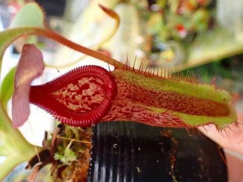 商品一覧 - Y's Exotics （山田食虫植物農園）