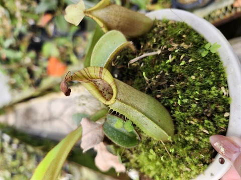 Y's Exotics （山田食虫植物農園）
