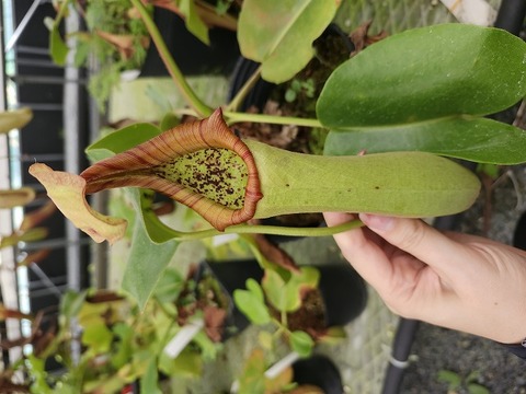 P038 5-2 N. truncata EP