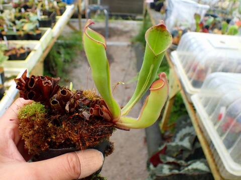 P744 1-1 H. sarracenioides x purpureascens & sarracenioides {mix, Ptari Tepui, Venezuela} BCP