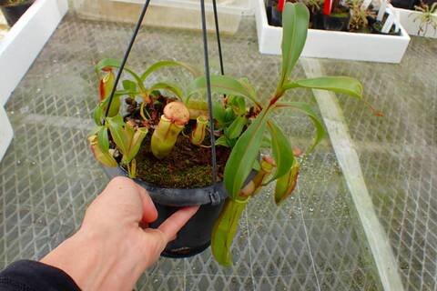商品一覧 | Y's Exotics （山田食虫植物農園）