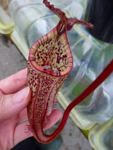 Nepenthes（ネペンテス/ウツボカズラ）の商品一覧 | Y's Exotics （山田食虫植物農園）