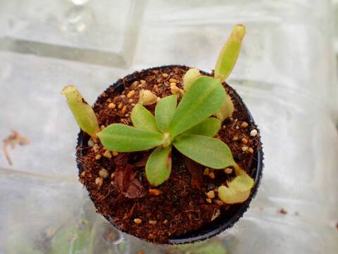 商品一覧 - Y's Exotics （山田食虫植物農園）