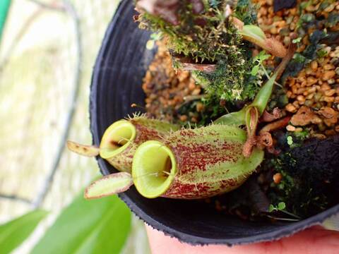 商品一覧 - Y's Exotics （山田食虫植物農園）