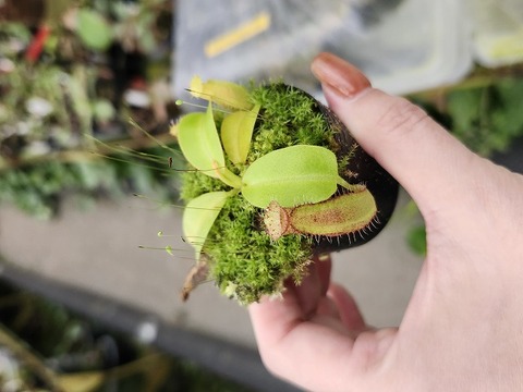 商品一覧 - Y's Exotics （山田食虫植物農園）
