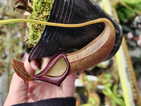 Y's Exotics （山田食虫植物農園）