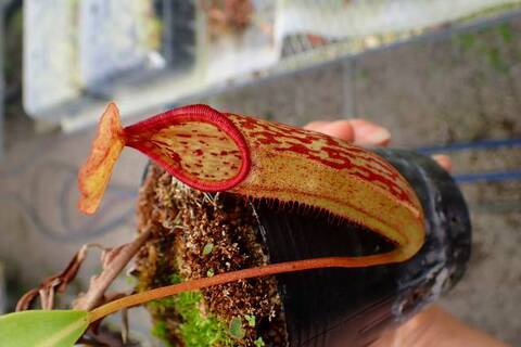 Nepenthes（ネペンテス/ウツボカズラ）の商品一覧 | Y's Exotics
