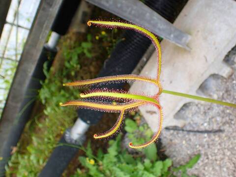 R621 4-2 D. binata var. dichotoma カクタス長田