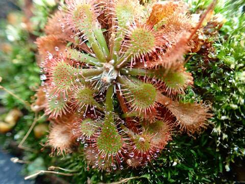 商品一覧 - Y's Exotics （山田食虫植物農園）