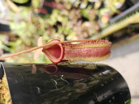 Nepenthes（ネペンテス/ウツボカズラ）の商品一覧 | Y's Exotics