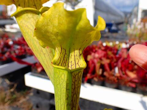 商品一覧 - Y's Exotics （山田食虫植物農園）