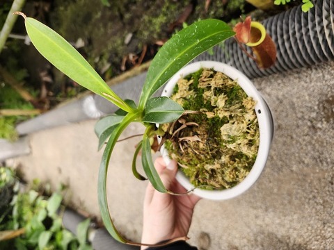 E620 1-4 N. undulatifolia x edwardsiana konan 