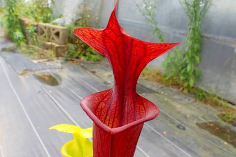 Sarracenia（サラセニア）の商品一覧 | Y's Exotics （山田食虫