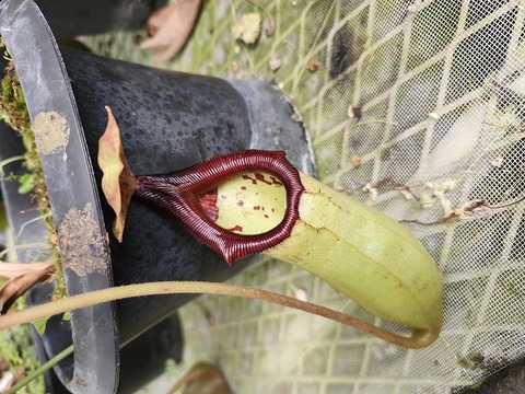 G074 5-2 N. truncata x sibuyanensis Y's 