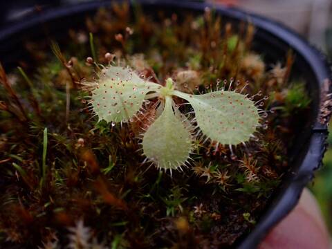 商品一覧 - Y's Exotics （山田食虫植物農園）