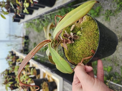 商品一覧 - Y's Exotics （山田食虫植物農園）