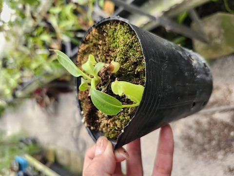 商品一覧 - Y's Exotics （山田食虫植物農園）