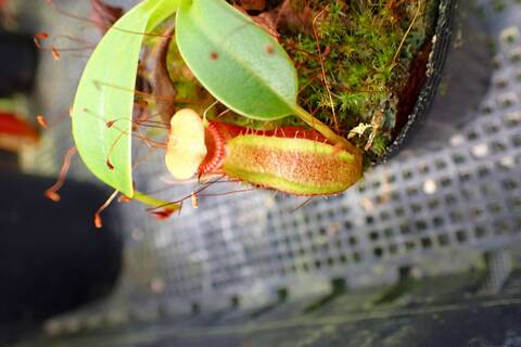 Nepenthes（ネペンテス/ウツボカズラ）の商品一覧 | Y's Exotics