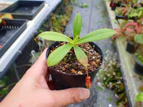 商品一覧 - Y's Exotics （山田食虫植物農園）