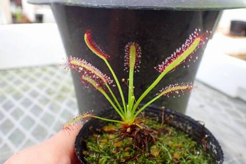 J159 4-1 D. capensis narow leaf