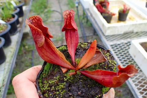 Y676 4-1 S. purpurea ssp. purpurea CK
