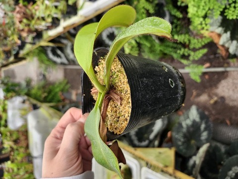 商品一覧 - Y's Exotics （山田食虫植物農園）