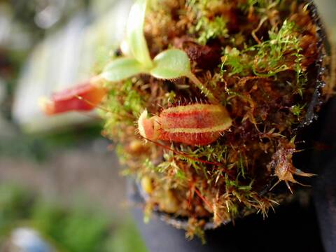 商品一覧 - Y's Exotics （山田食虫植物農園）