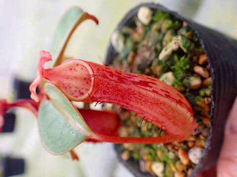 商品一覧 - Y's Exotics （山田食虫植物農園）