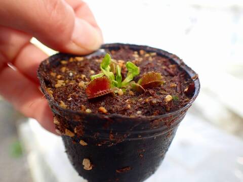 E623 4-1 Dionaea muscipula 鈴木系 実生