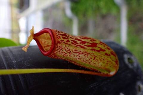 ネペンテス七種セット(宅急便発送) Nepenthes（ネペンテス/ウツボカズラ）の商品一覧 | Y's Exotics