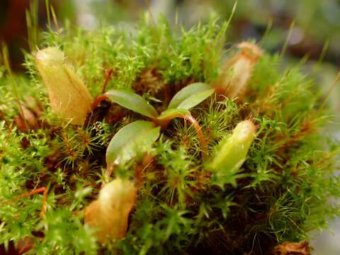 E152 1-4 #BBB N. (edwardsiana yellow Lamou x ventricosa red) x attenboroughii VL Y's