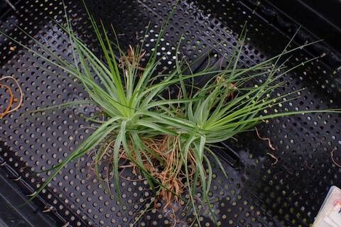 G793 3-3 T. stricta Giganticus