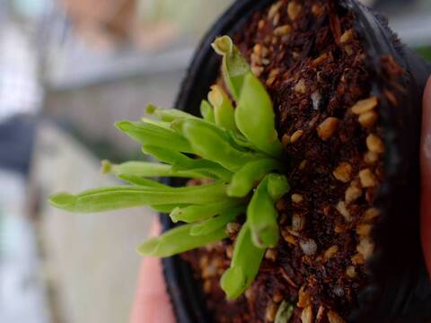 商品一覧 - Y's Exotics （山田食虫植物農園）