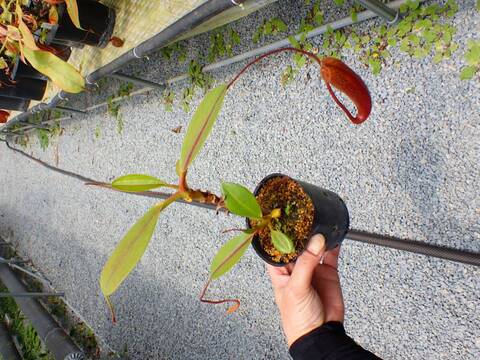J604 5-3 N. (sumatrana x boschiana) x campanulata konan