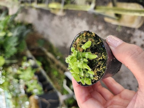 商品一覧 - Y's Exotics （山田食虫植物農園）