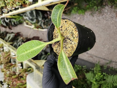 商品一覧 - Y's Exotics （山田食虫植物農園）