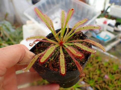 商品一覧 - Y's Exotics （山田食虫植物農園）