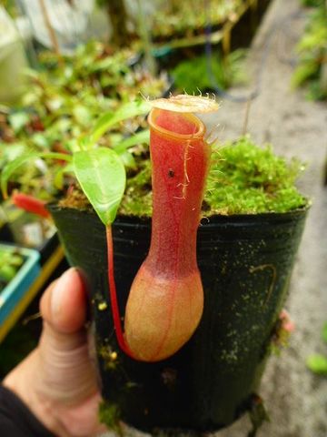 Nepenthes（ネペンテス/ウツボカズラ）の商品一覧 | Y's Exotics （山田食虫植物農園）