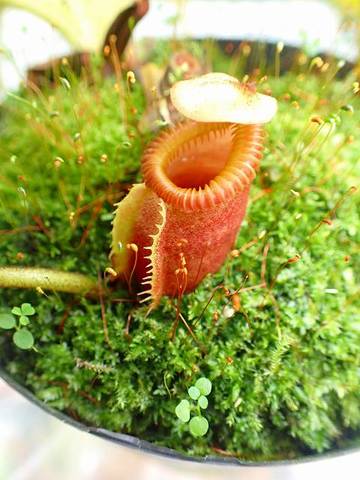 Nepenthes（ネペンテス/ウツボカズラ）の商品一覧 | Y's Exotics （山田食虫植物農園）