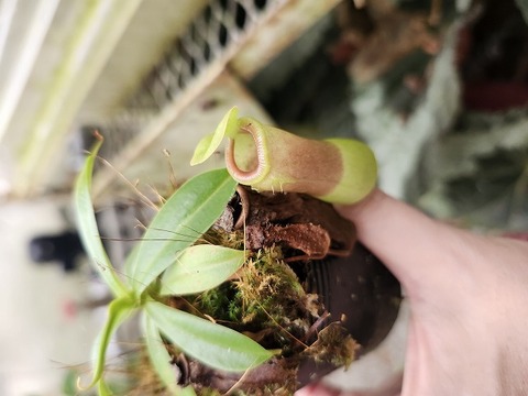 Y's Exotics （山田食虫植物農園）