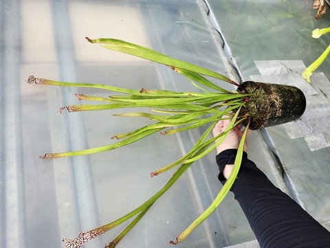 Y723 2H S. leucophylla Splinter Hills Bog seedgrown CK