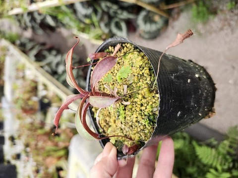 Nepenthes（ネペンテス/ウツボカズラ）の商品一覧 | Y's Exotics