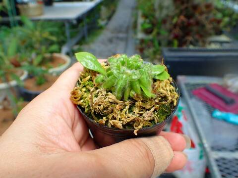 P498 5H Cephalotus follicularis Y's Lab
